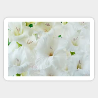 Gladiolus  'White Friendship' Sticker